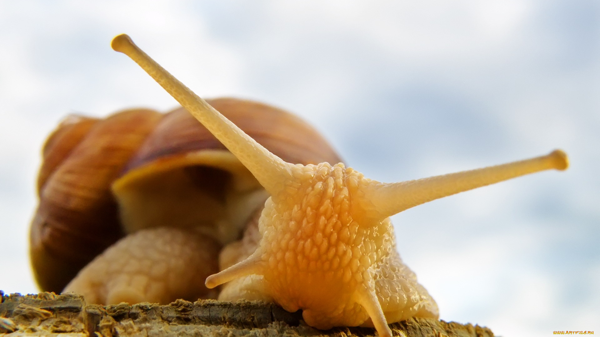 животные, улитки