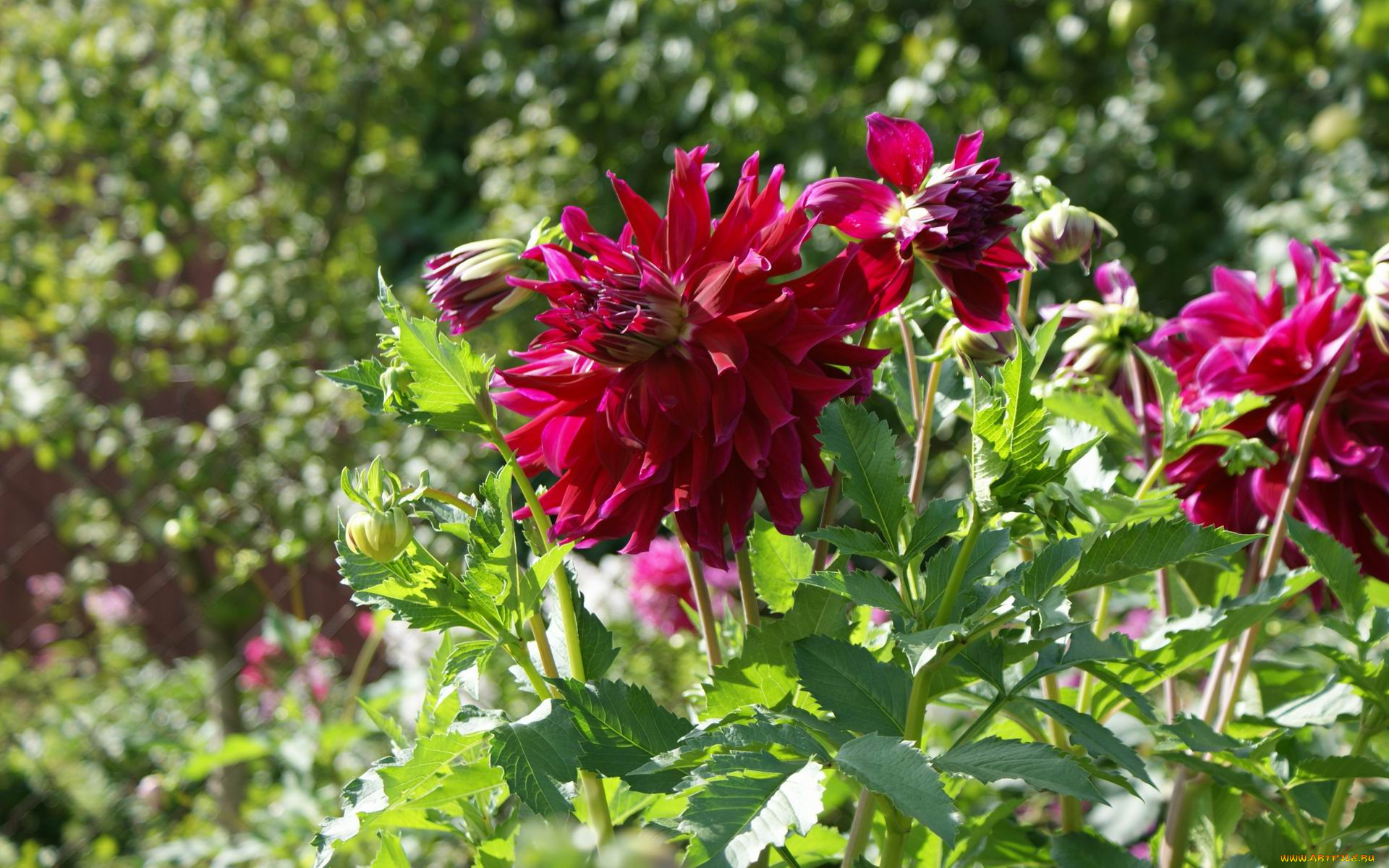 цветы, георгины