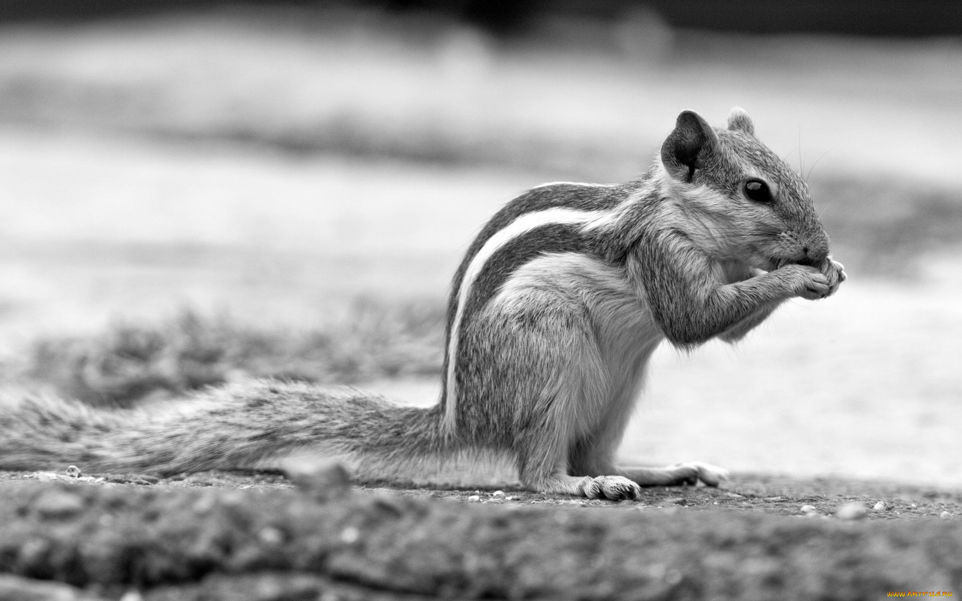 животные, бурундуки