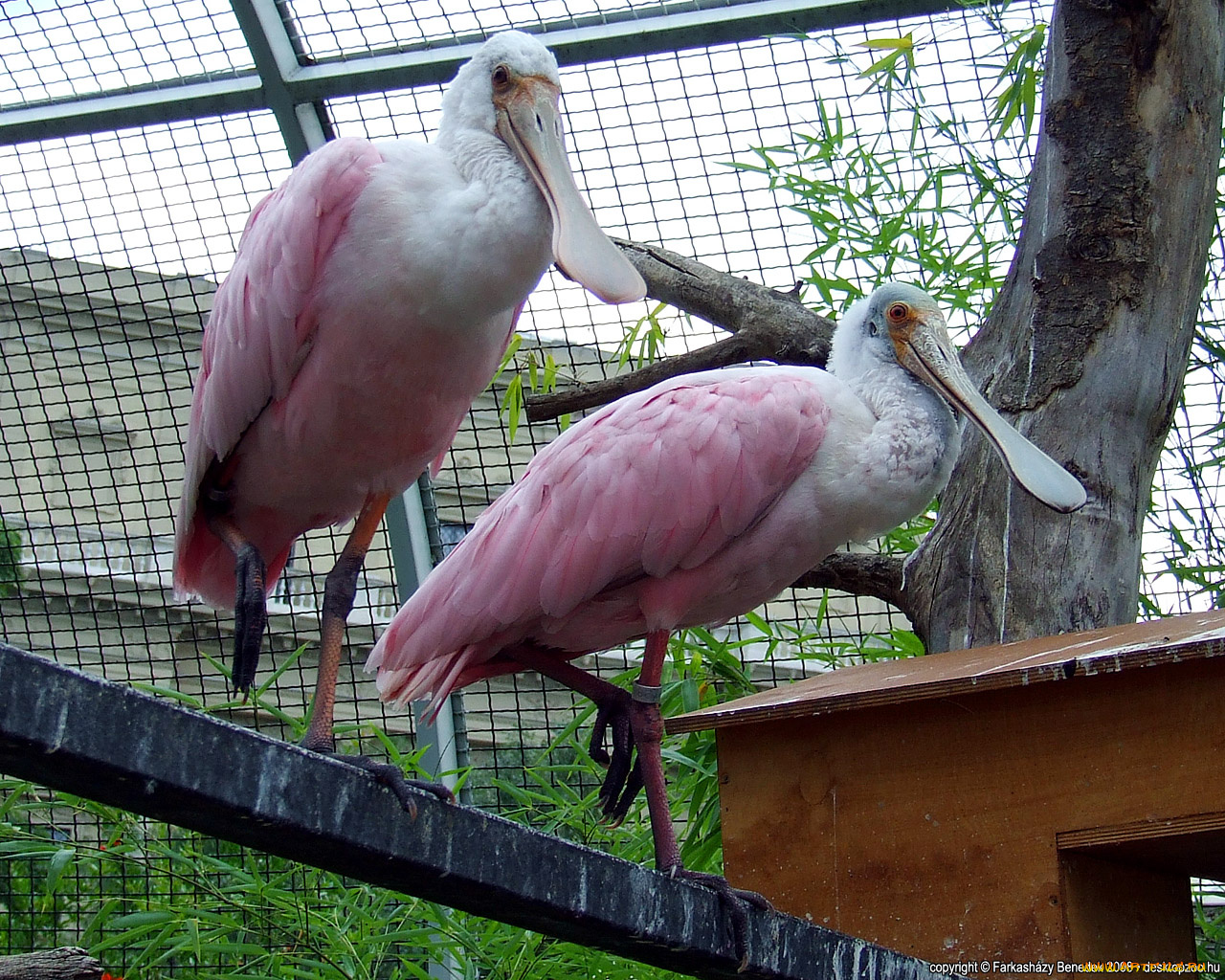 животные, ибисы, колпицы