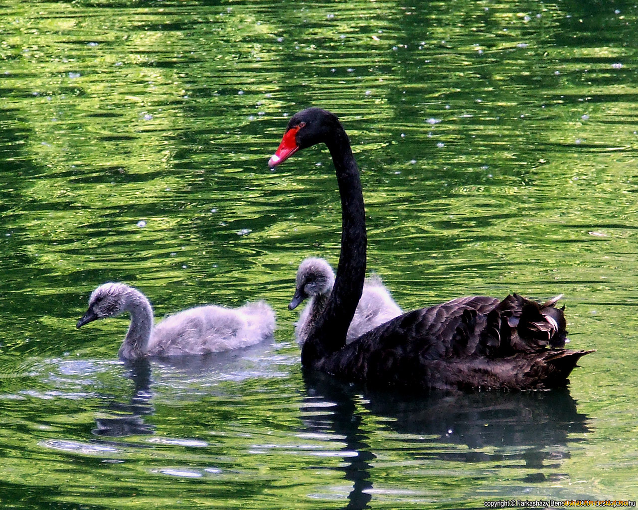 животные, лебеди