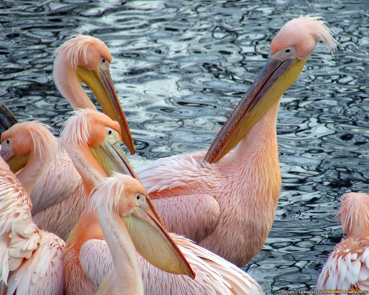 животные, пеликаны