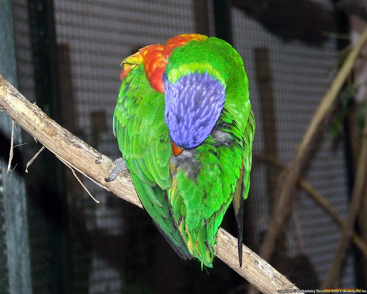 животные, попугаи