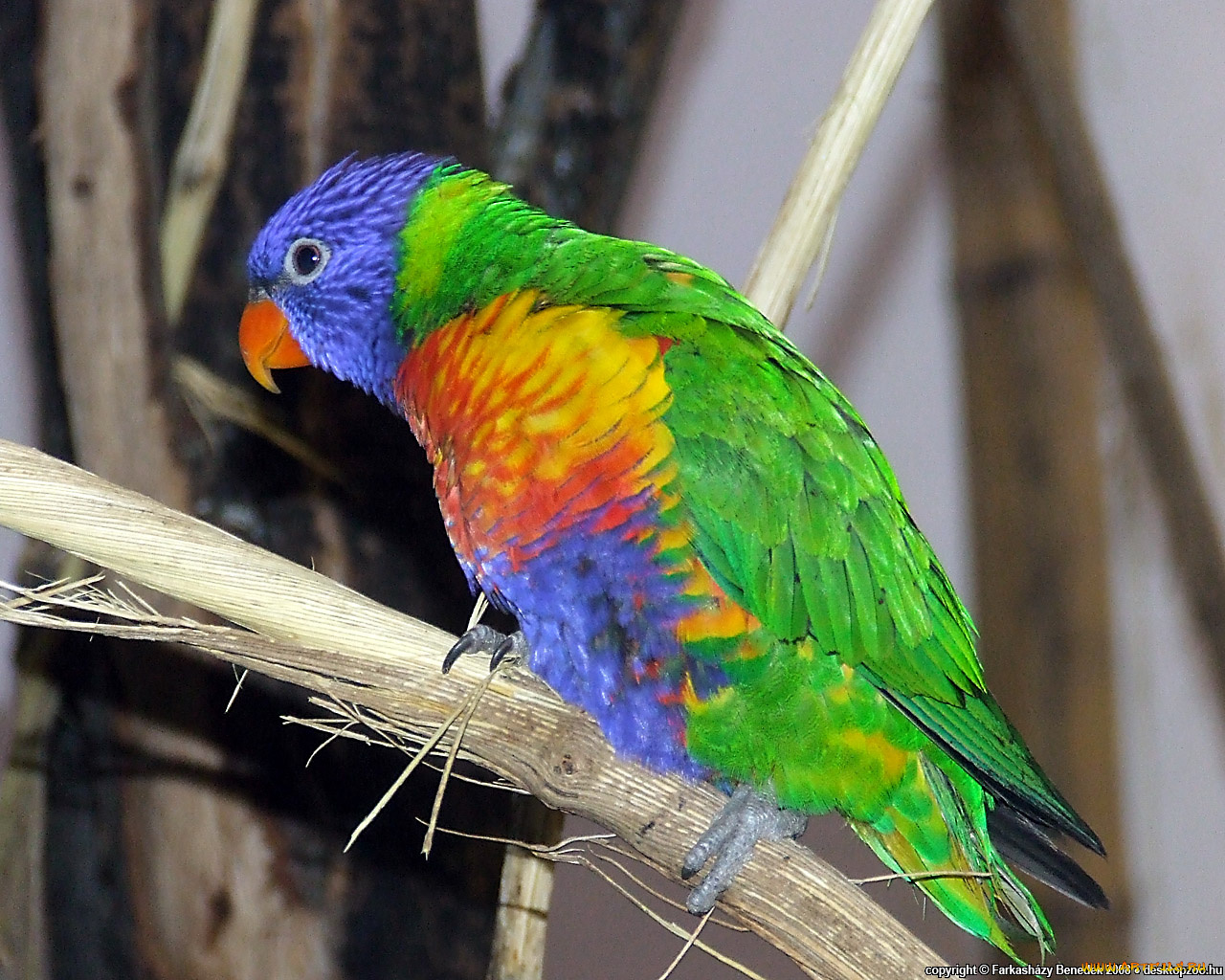 животные, попугаи