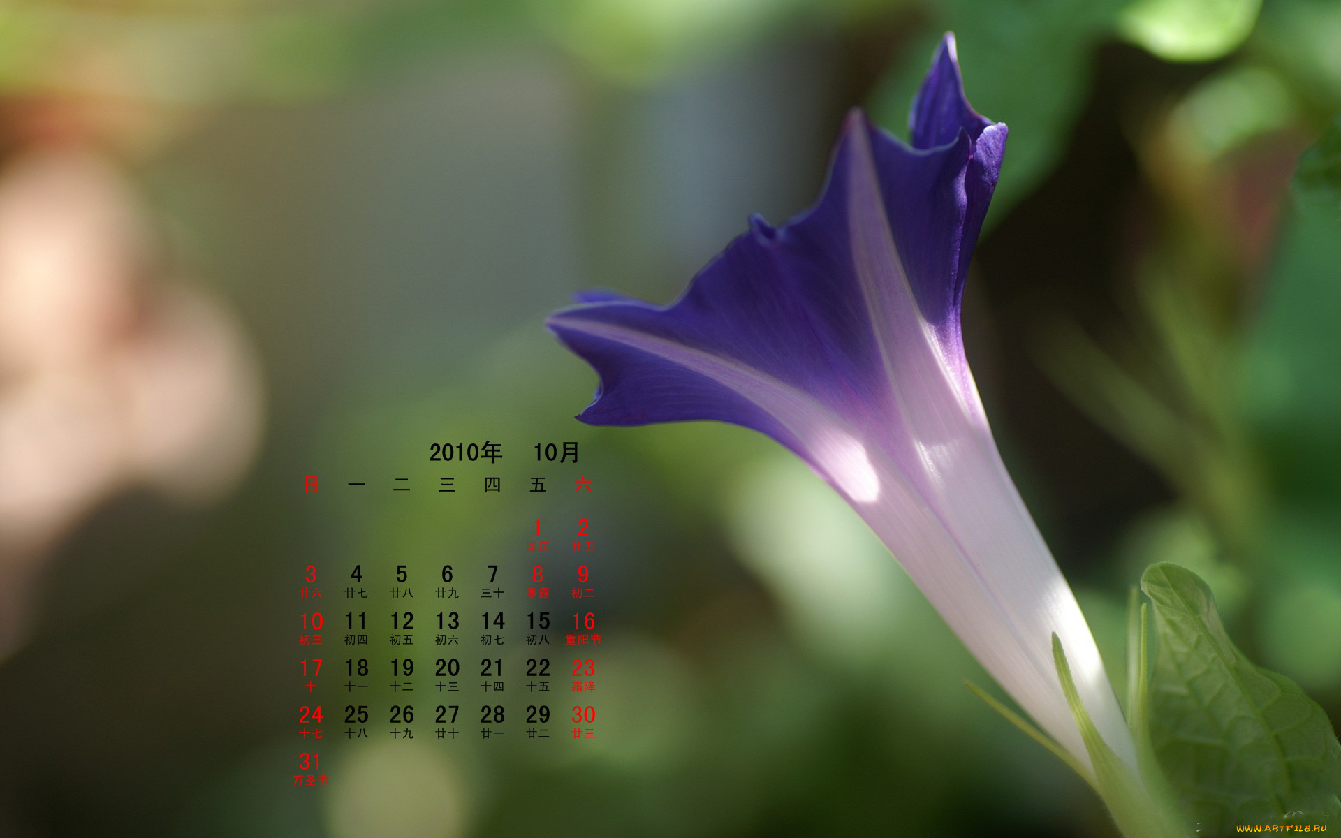 календари, цветы