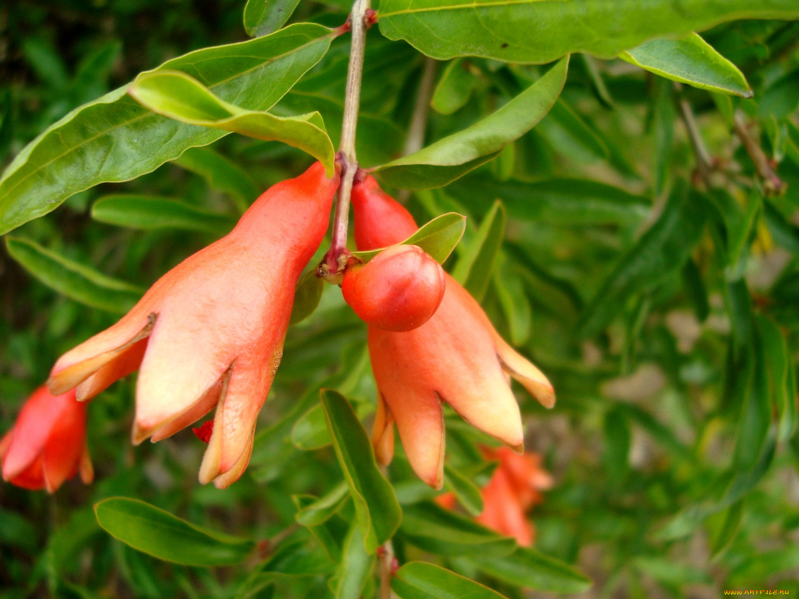 цветы, цветущие, деревья, кустарники, оранжевый, зеленый