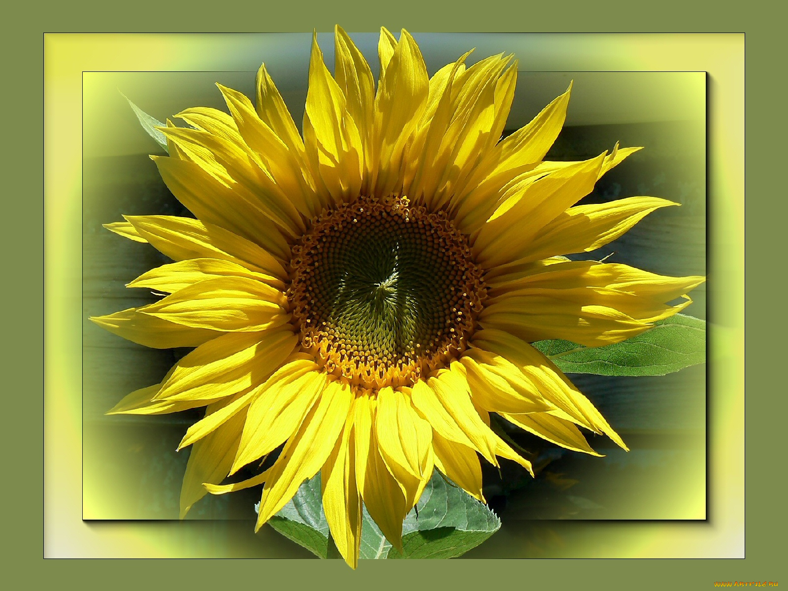 цветы, подсолнухи, лепестки