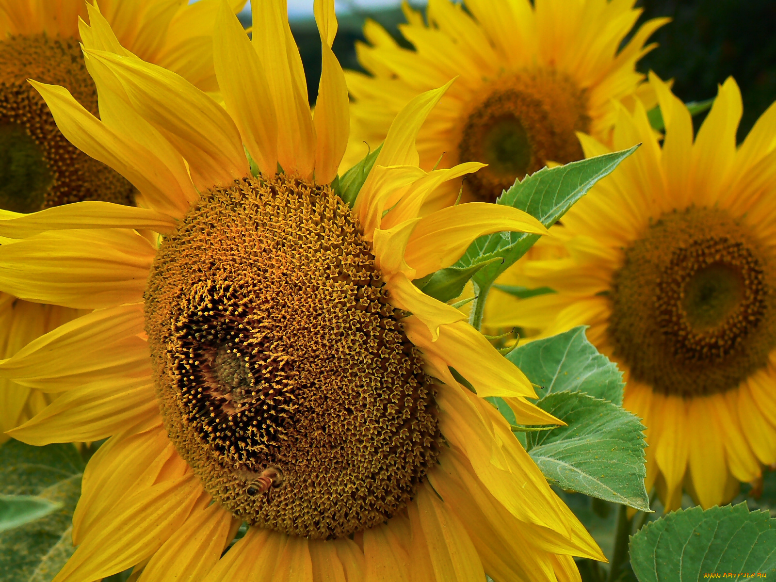 цветы, подсолнухи, лепестки