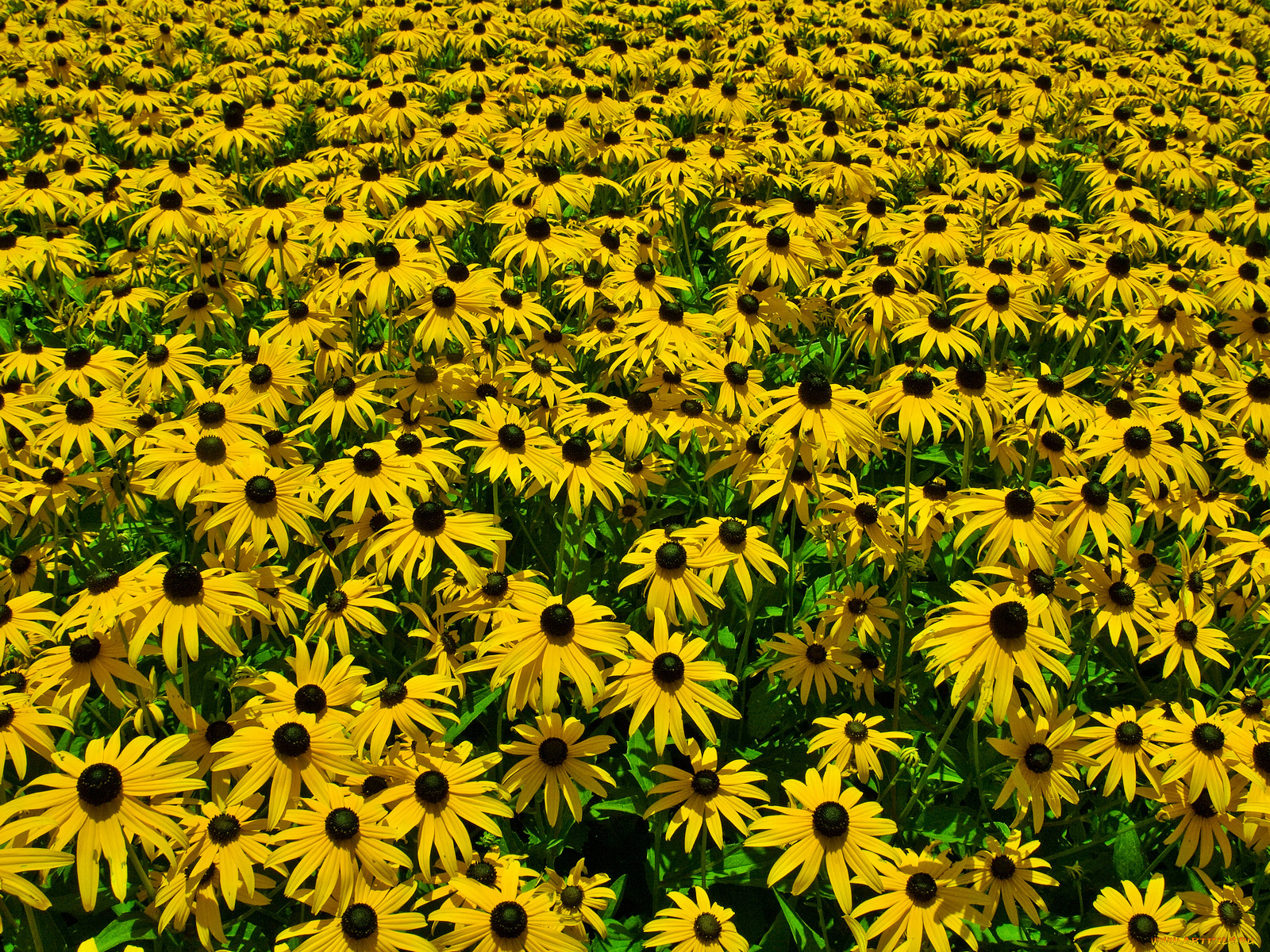 цветы, рудбекия, лепестки