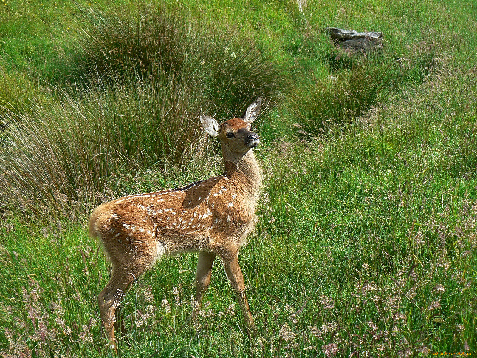 животные, олени, лето, трава