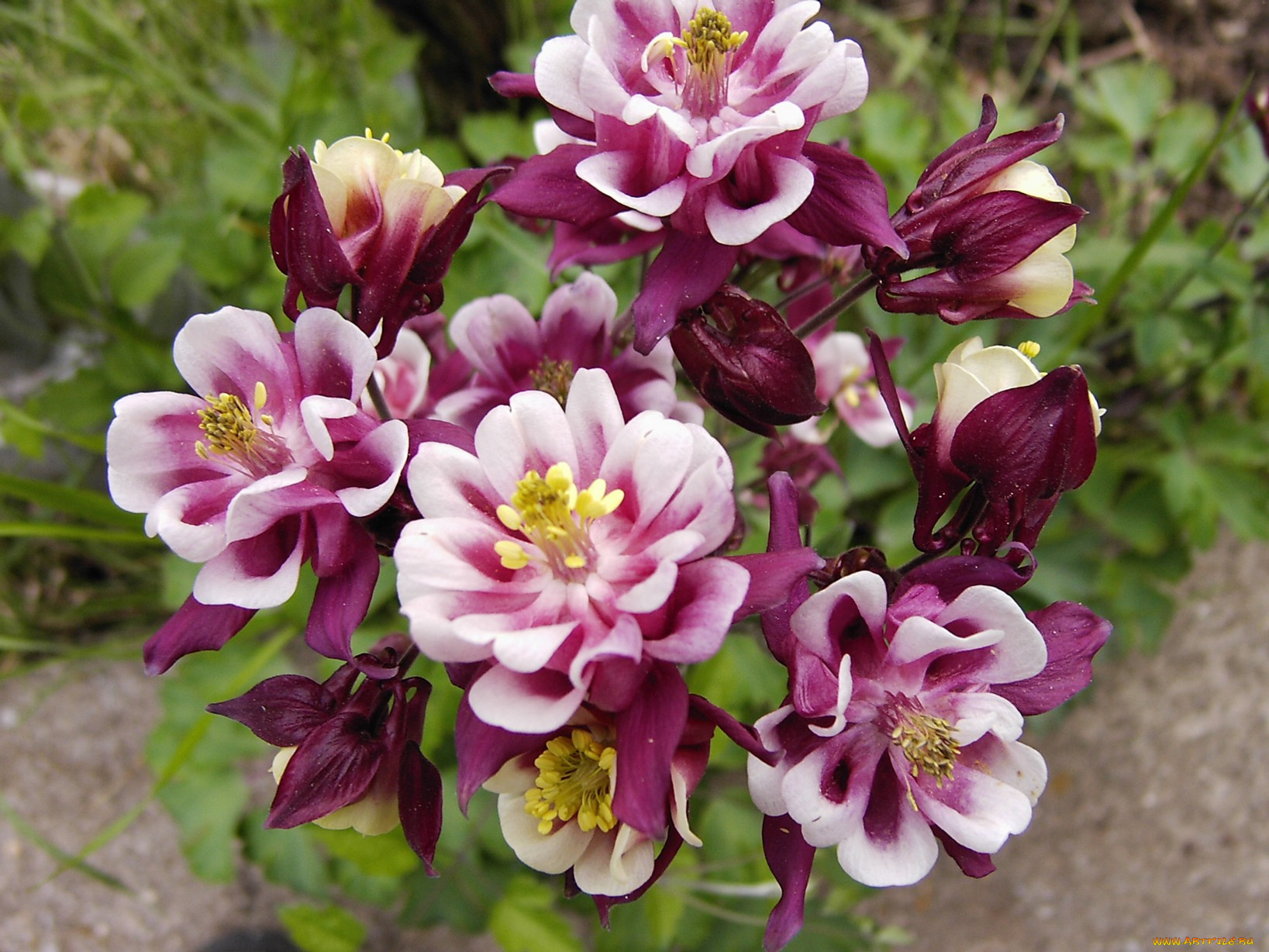 цветы, аквилегия, водосбор