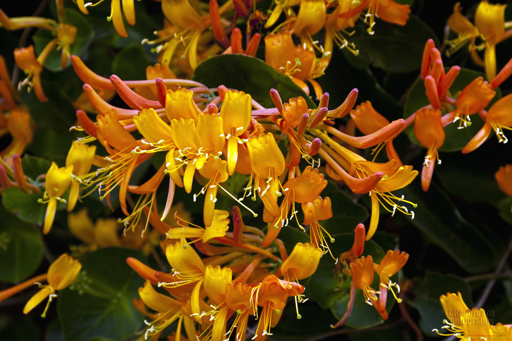 цветы, лепестки