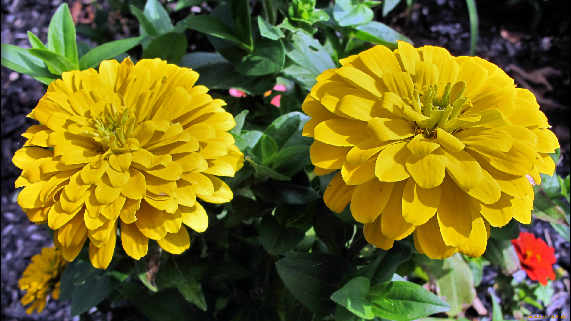 цветы, цинния