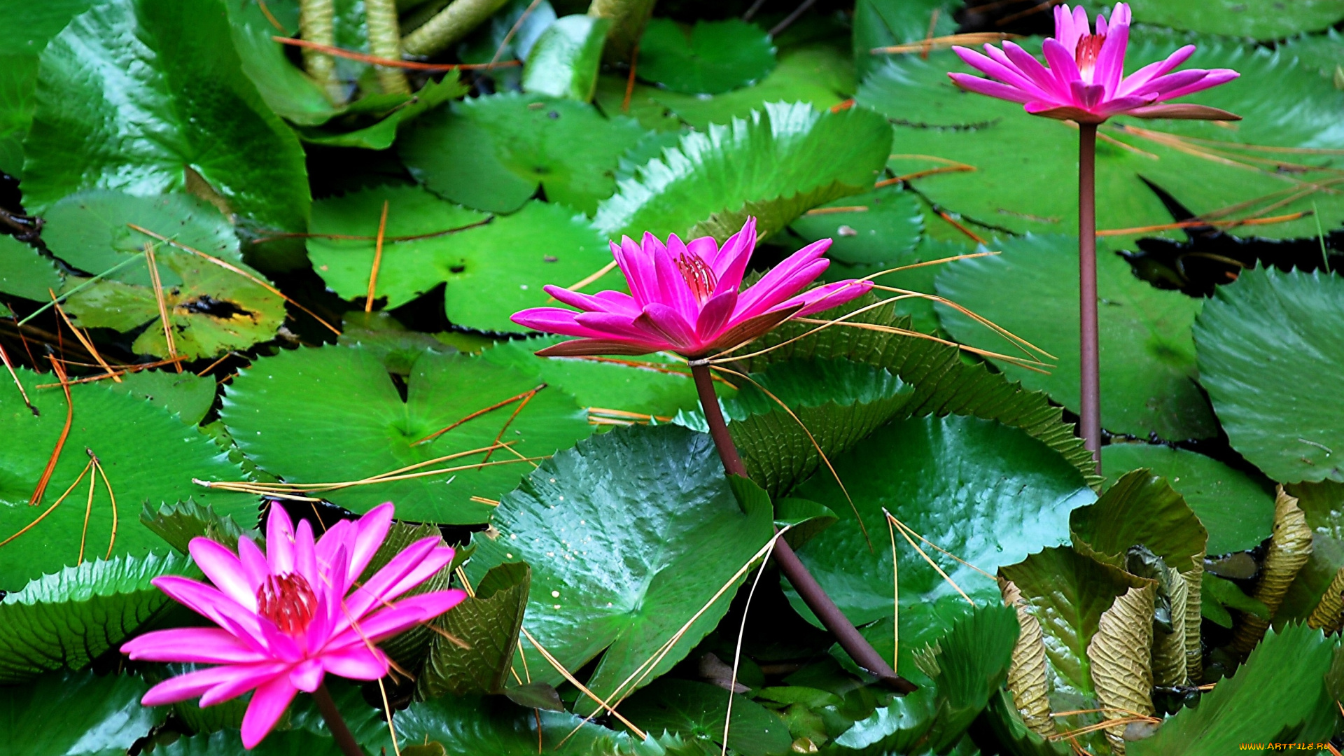 цветы, лилии, водяные, нимфеи, кувшинки, листья, яркий, розовый