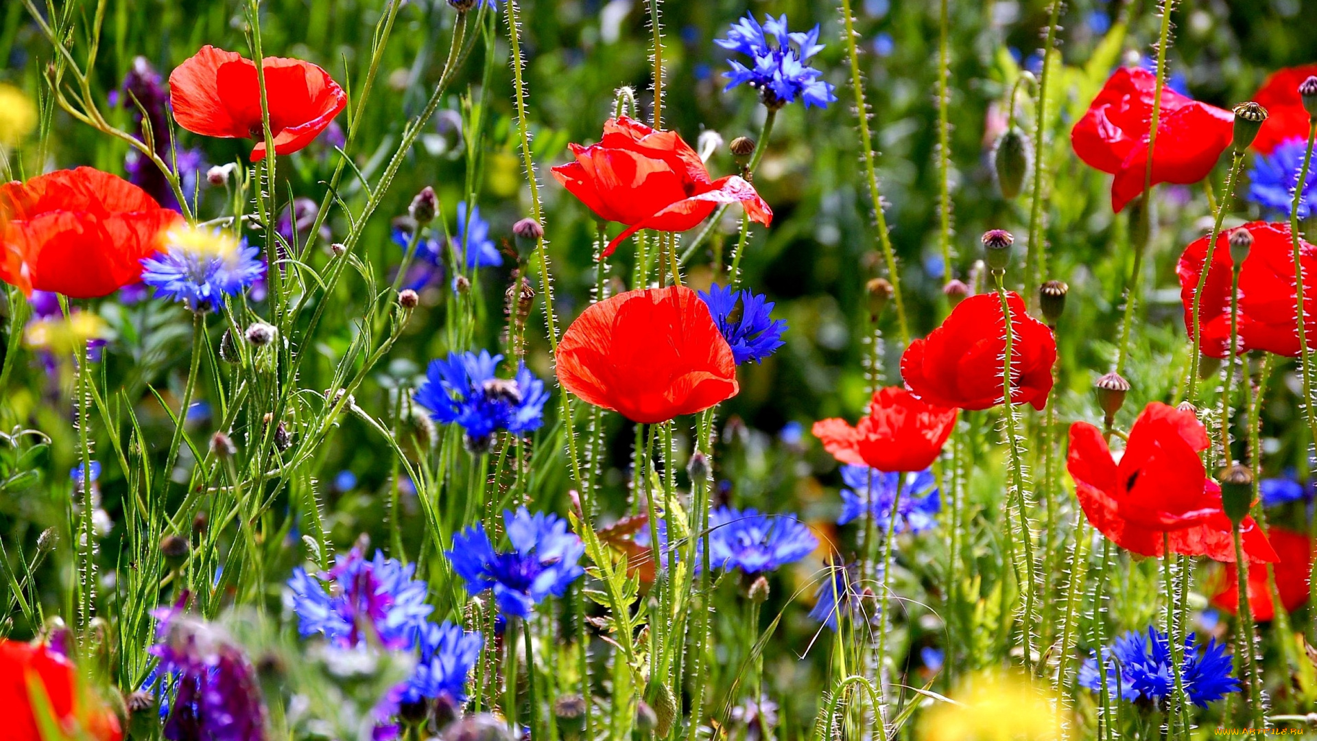 цветы, луговые, полевые, луг, трава, васильки, маки
