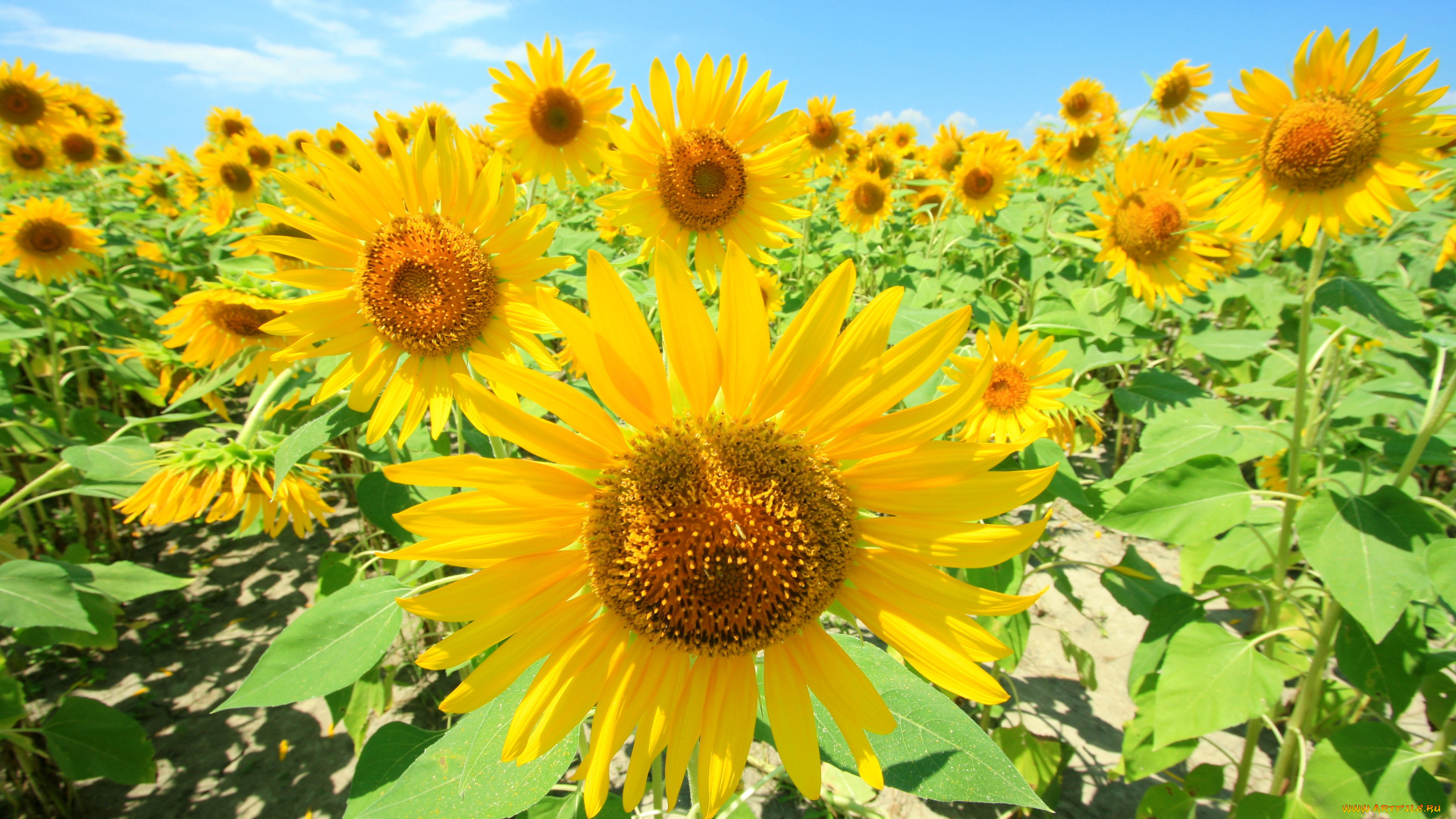 цветы, подсолнухи, лепестки