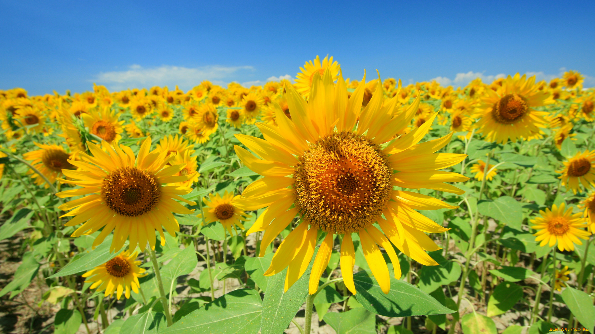 цветы, подсолнухи, лепестки