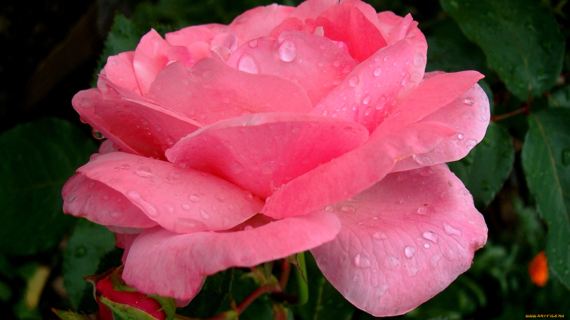 цветы, розы, лепестки