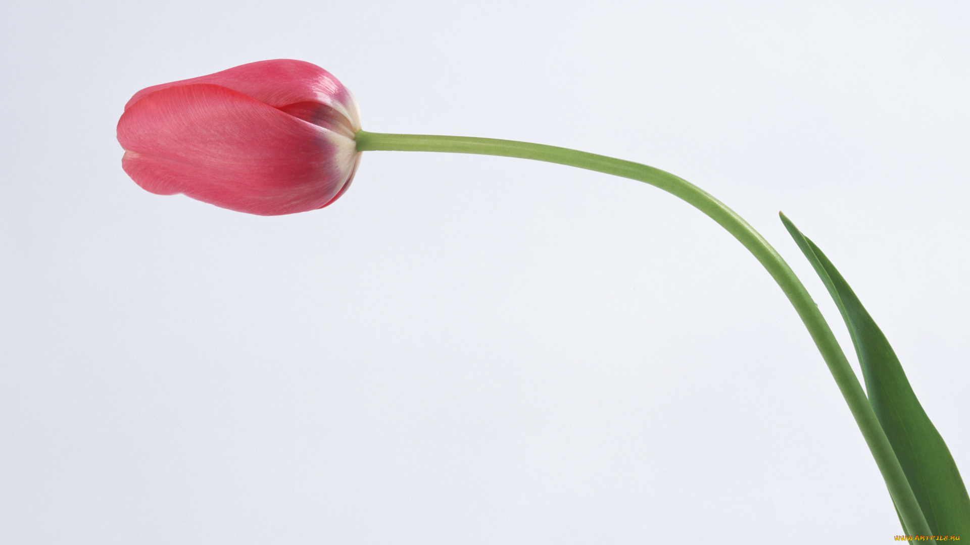 цветы, тюльпаны, лепестки