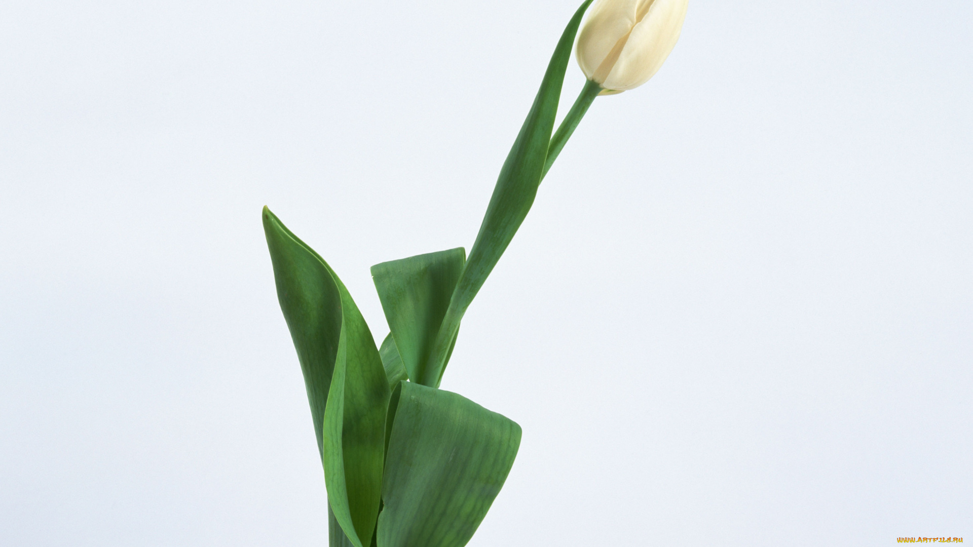 цветы, тюльпаны, лепестки