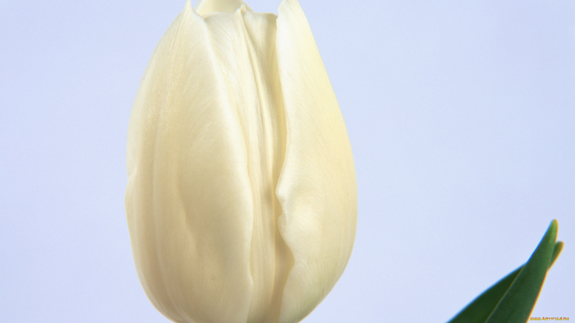 цветы, тюльпаны, лепестки