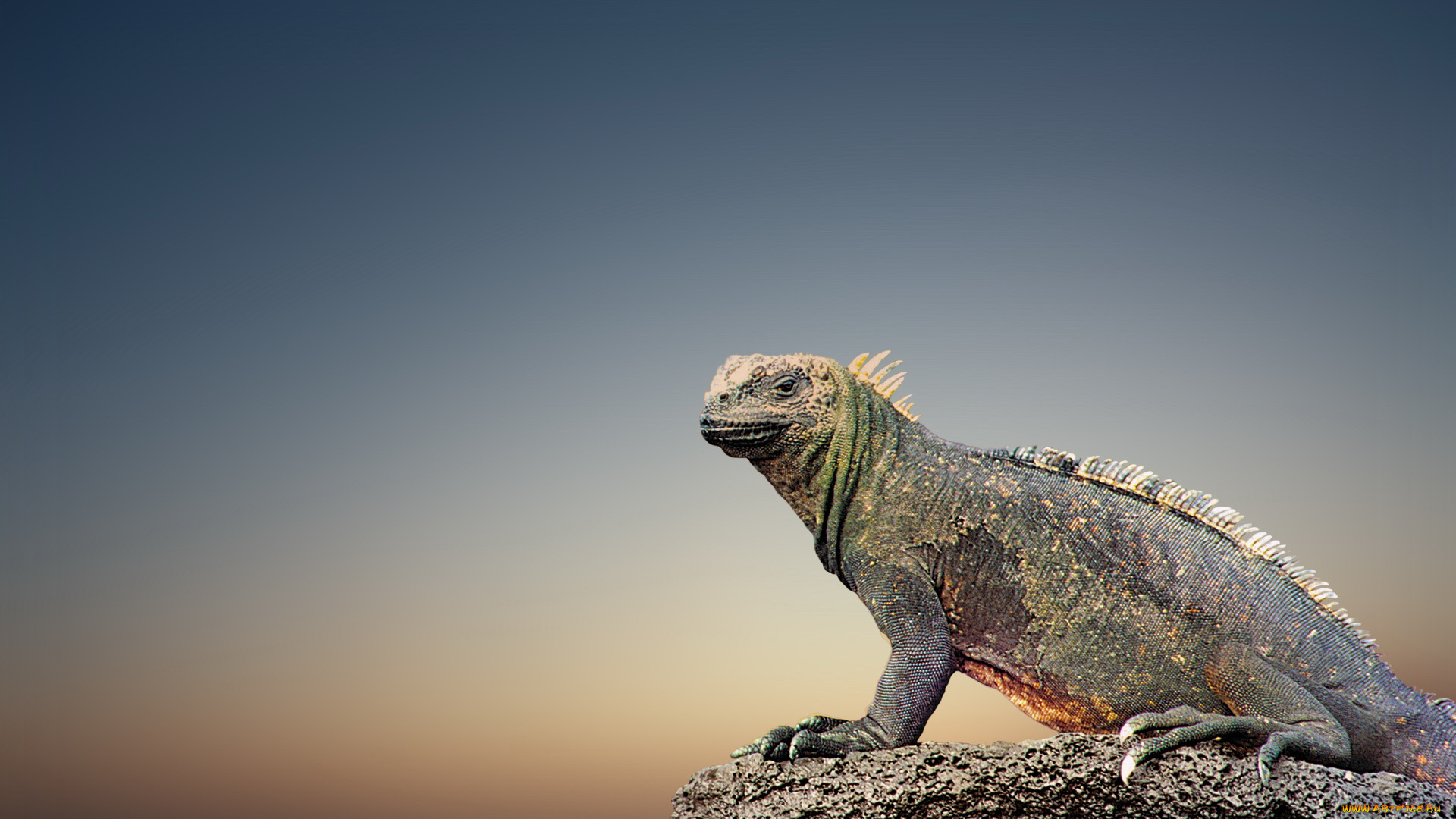 животные, Ящерицы, игуаны, вараны, фон, синий, камень