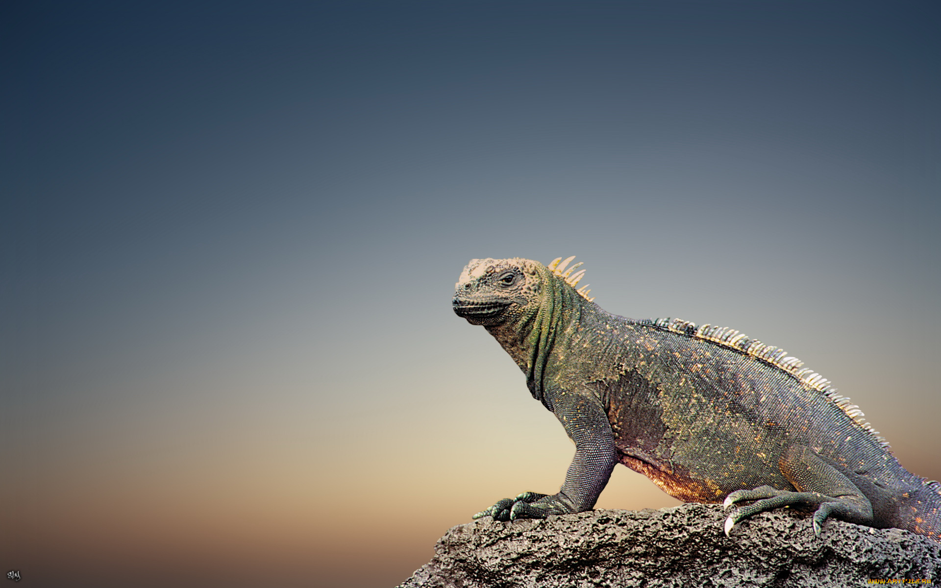 животные, Ящерицы, игуаны, вараны, фон, синий, камень