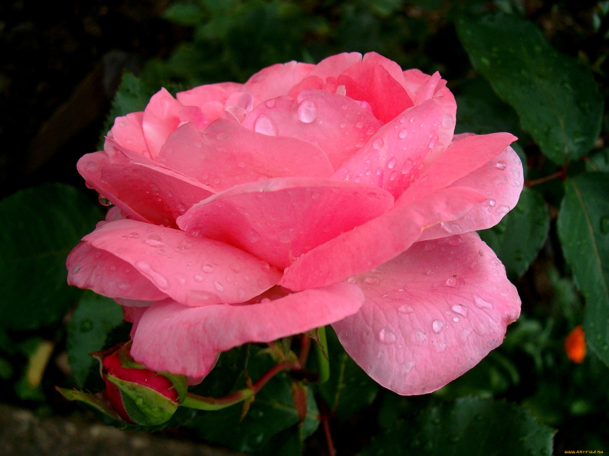 цветы, розы, лепестки