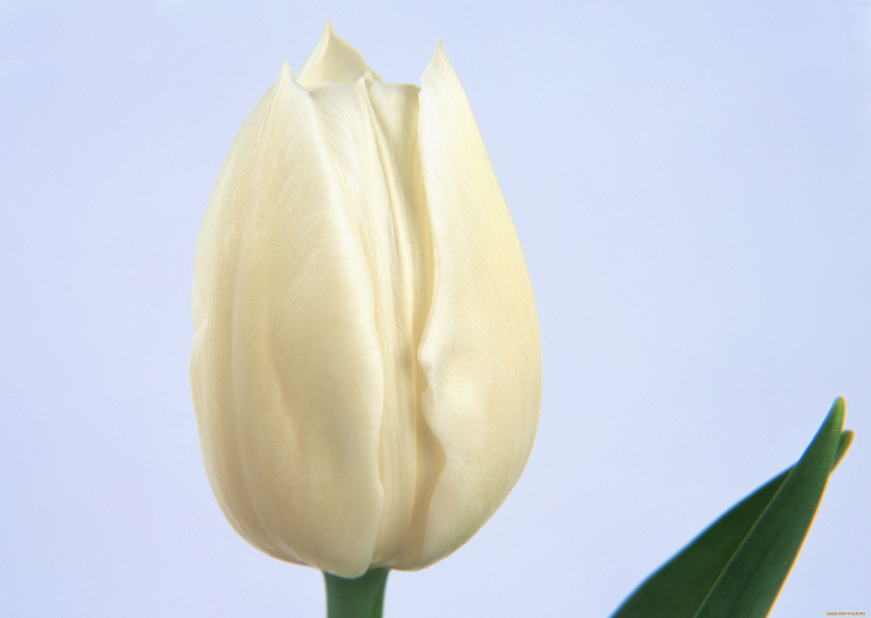 цветы, тюльпаны, лепестки