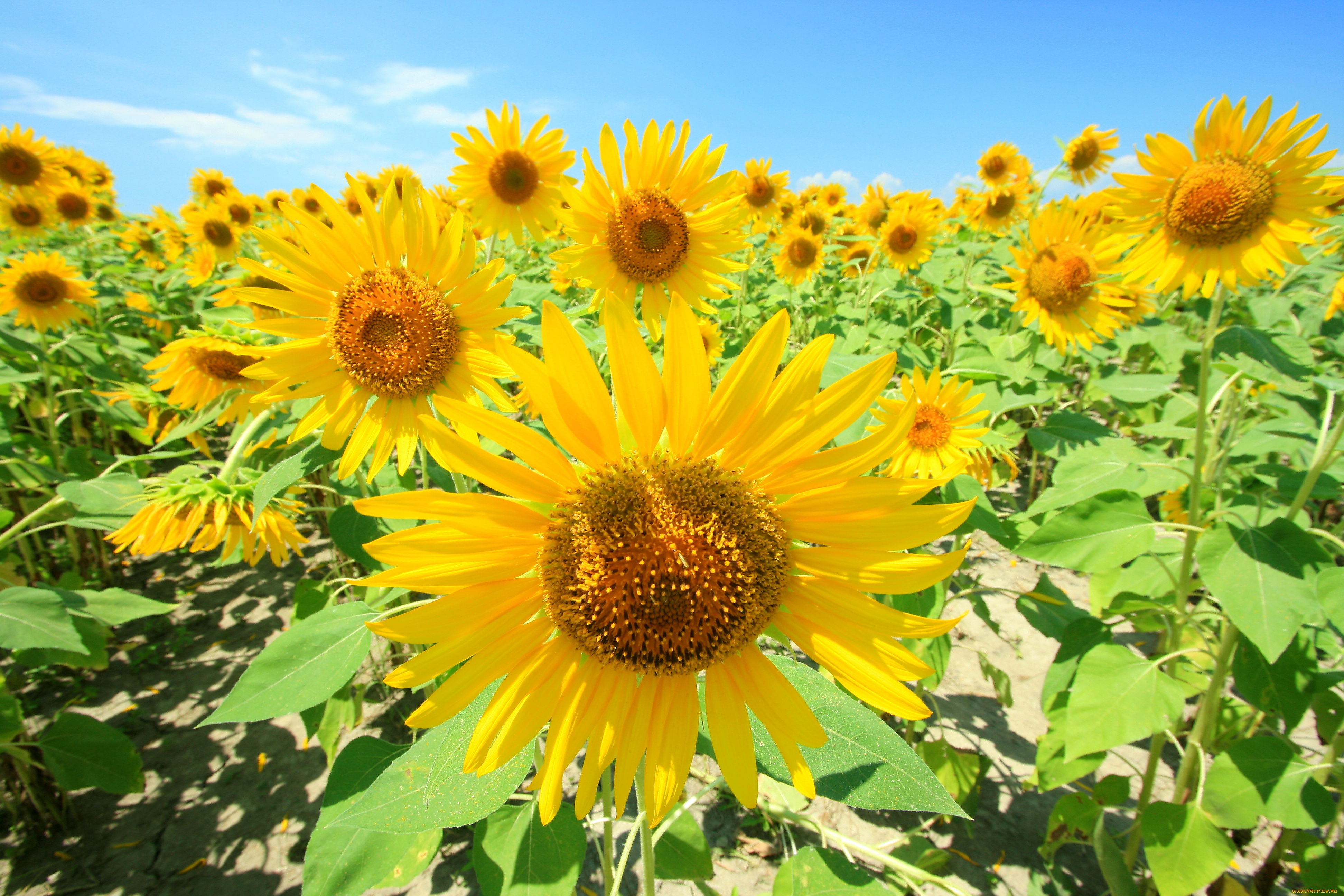 цветы, подсолнухи, лепестки