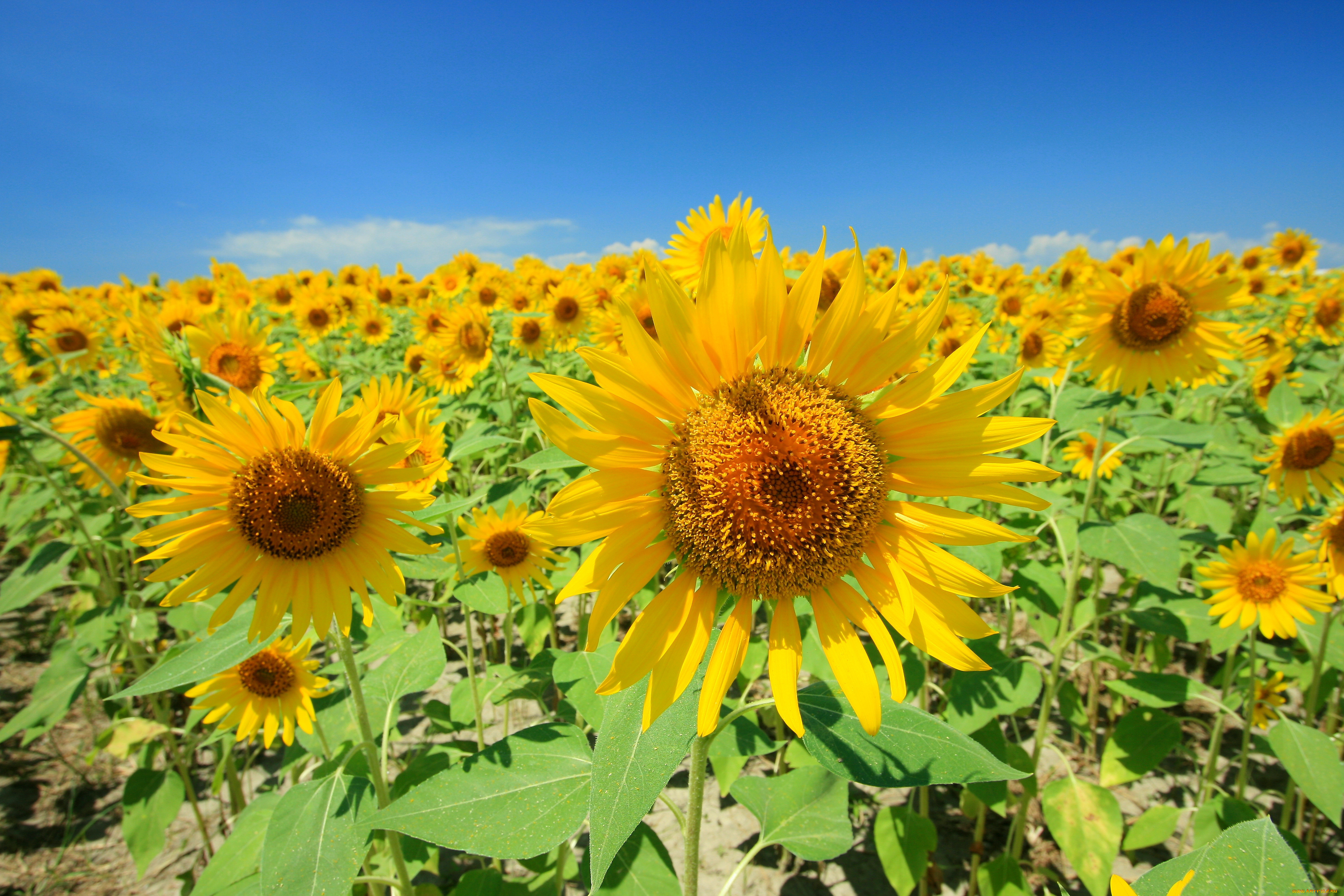 цветы, подсолнухи, лепестки