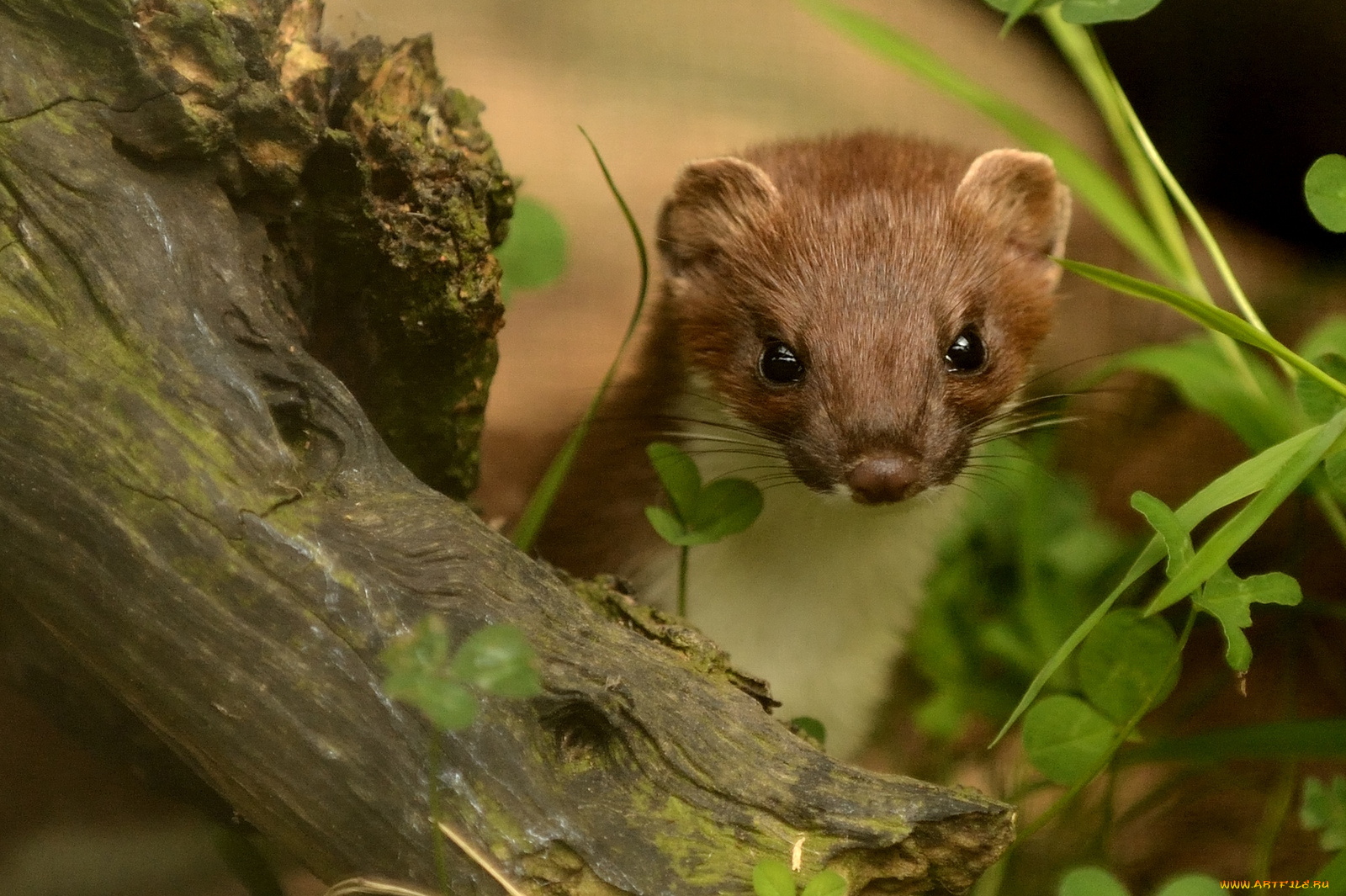 животные, хорьки, ласки, соболи, горностаи, куницы, горностай