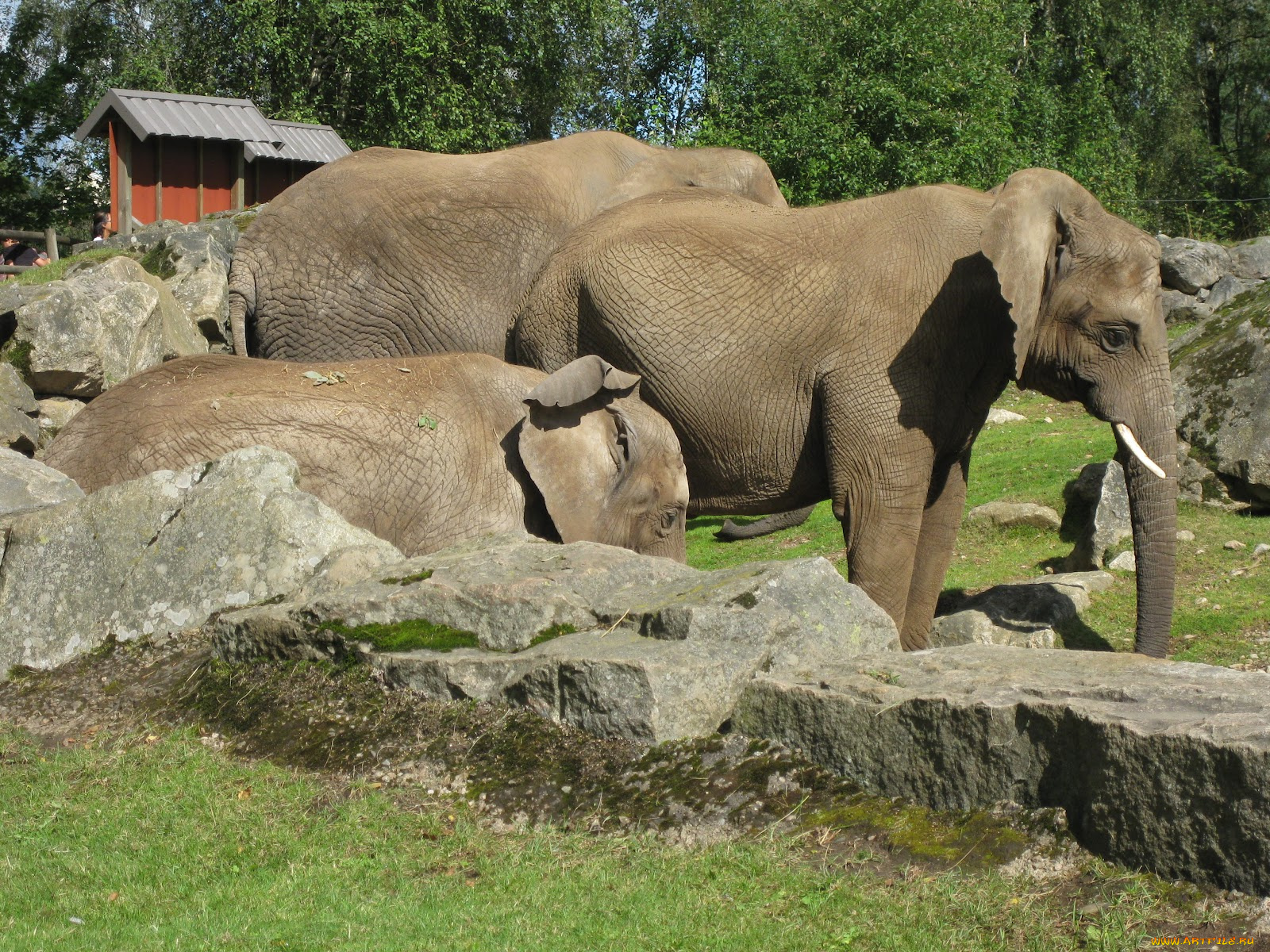 животные, слоны