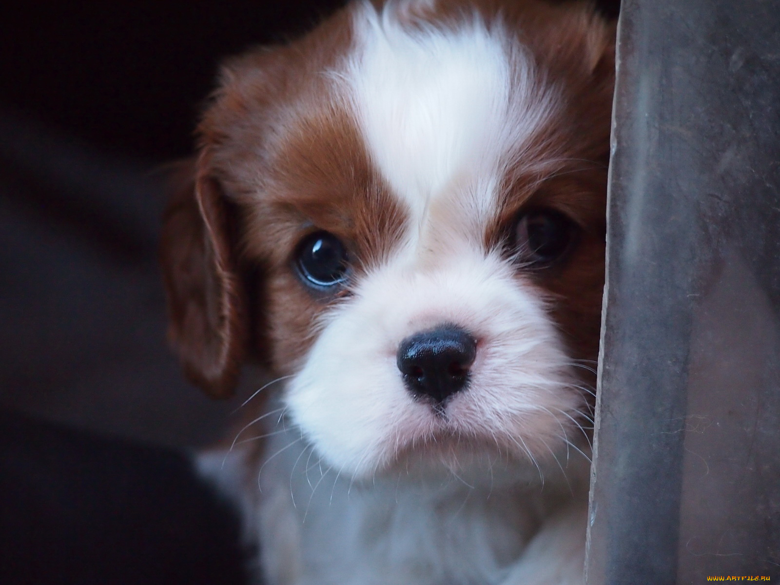 животные, собаки, щенок