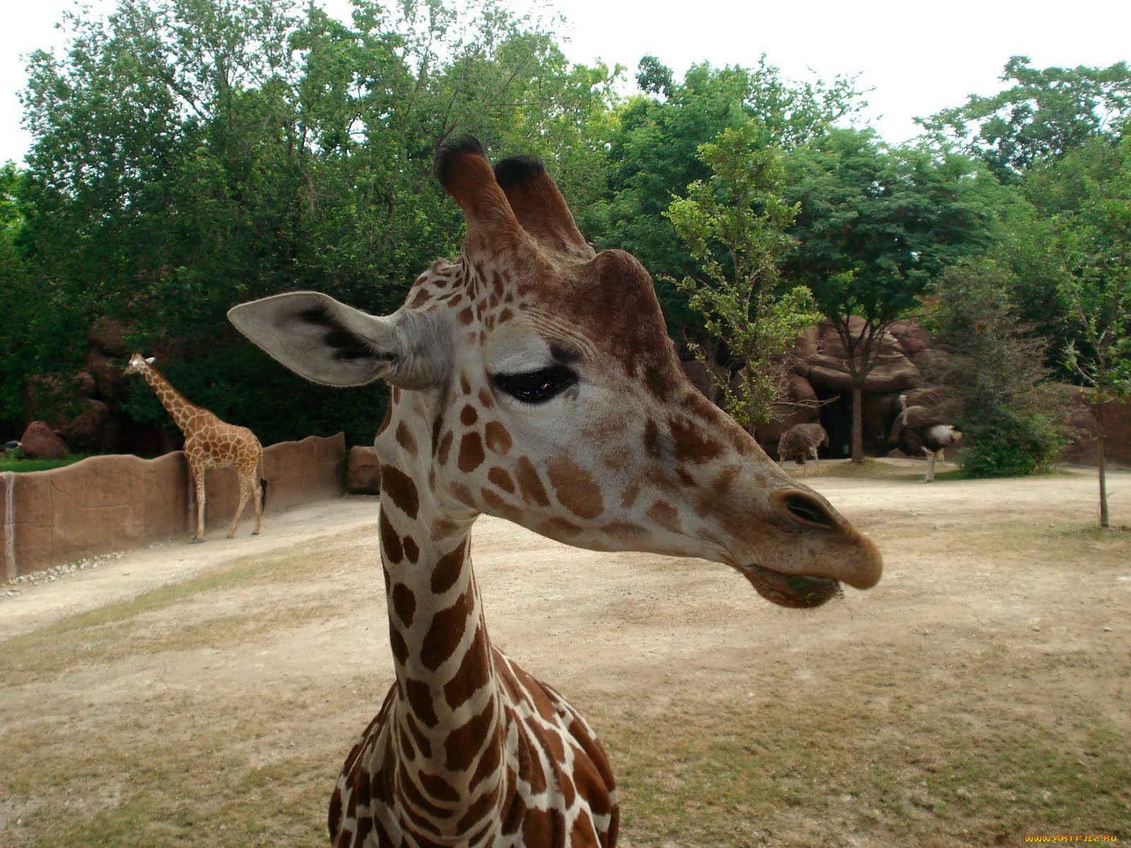 животные, жирафы, жираф
