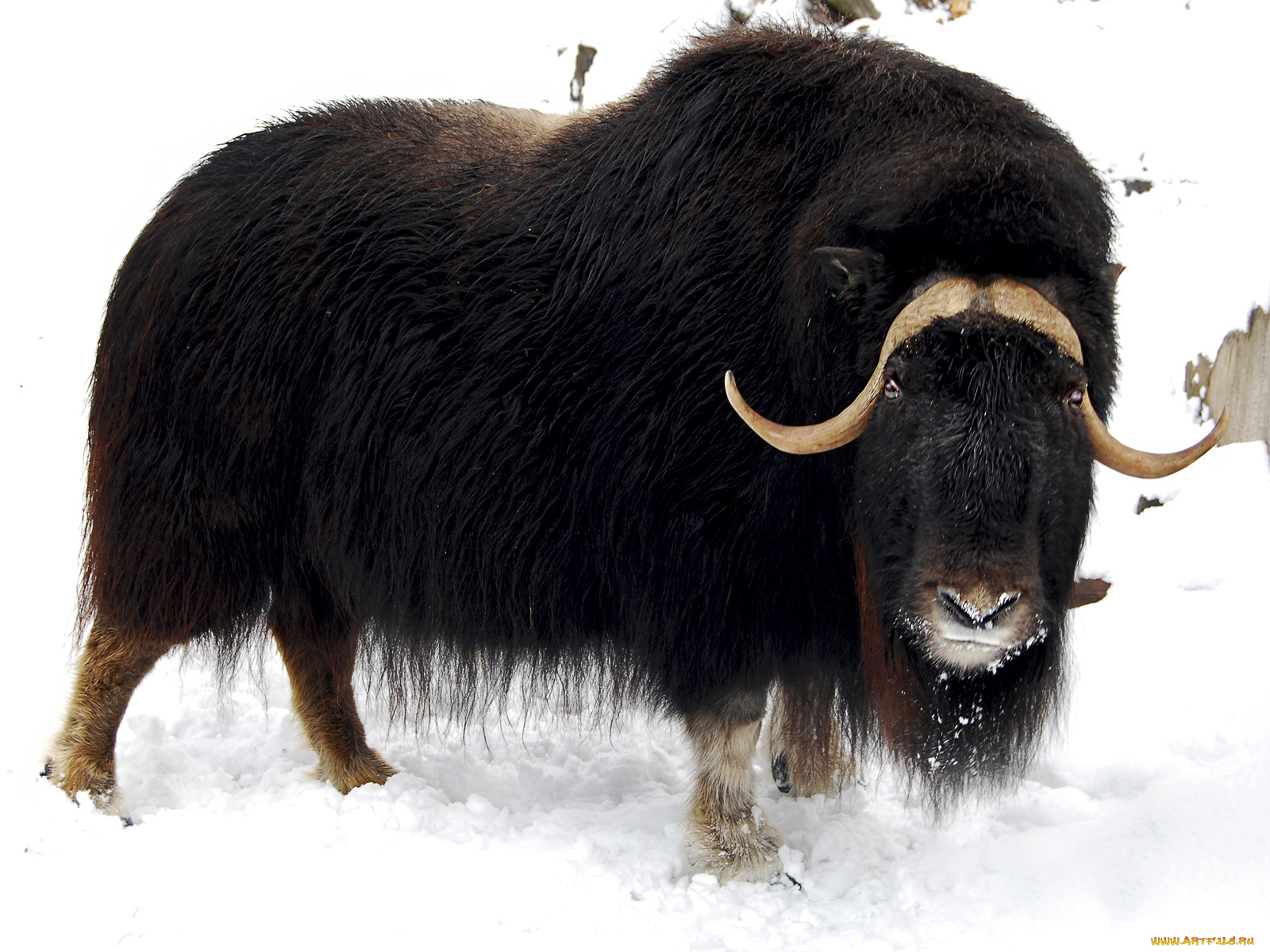 животные, зубры, бизоны, зубр
