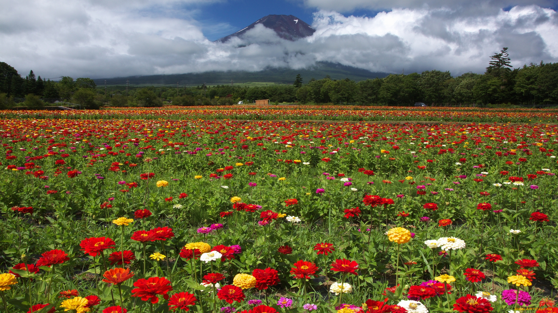 цветы, цинния