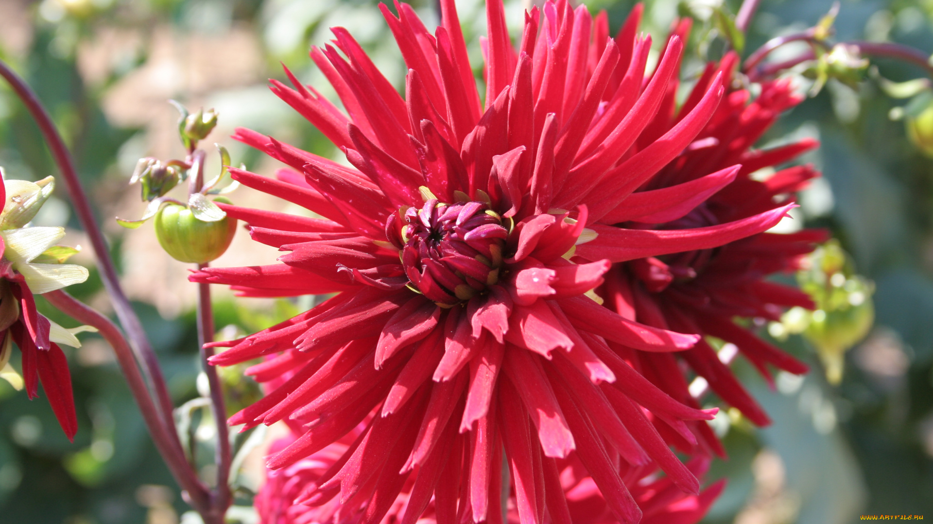 цветы, георгины