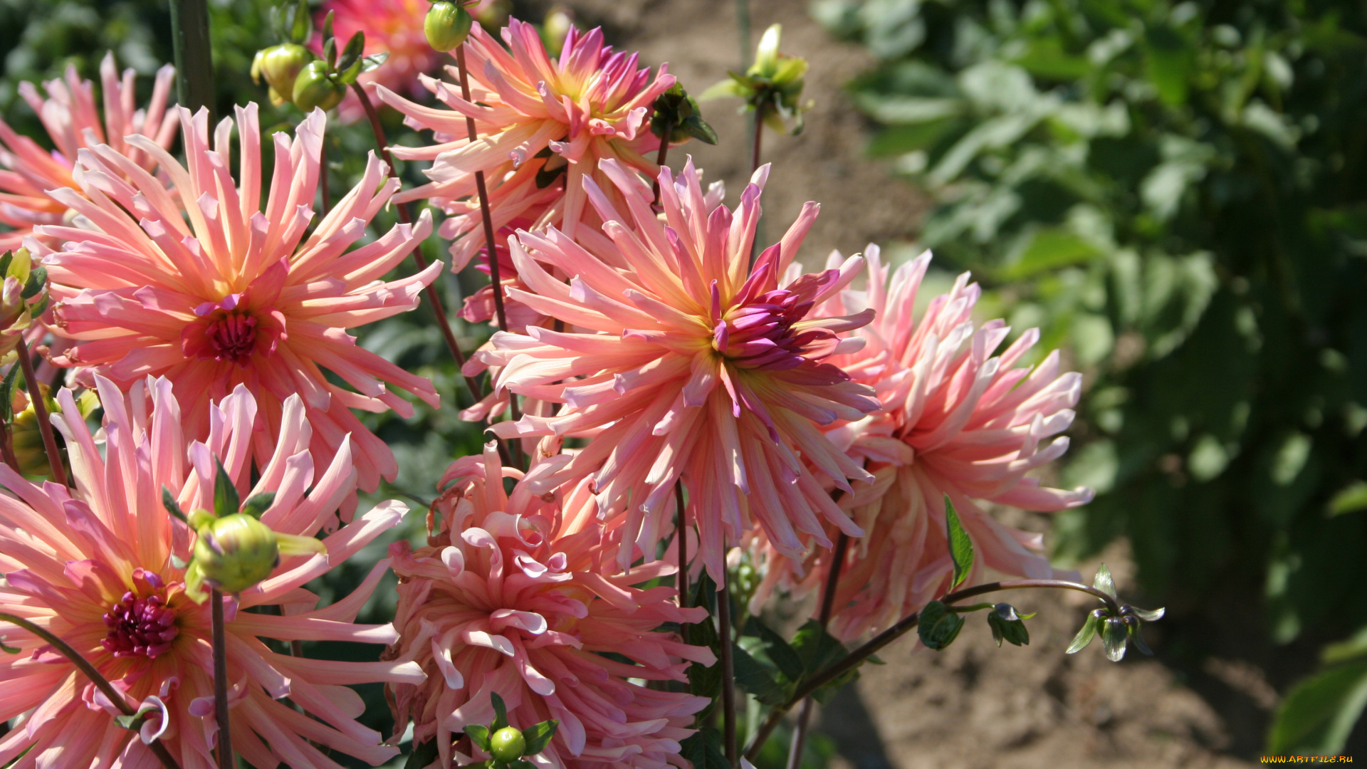 цветы, георгины