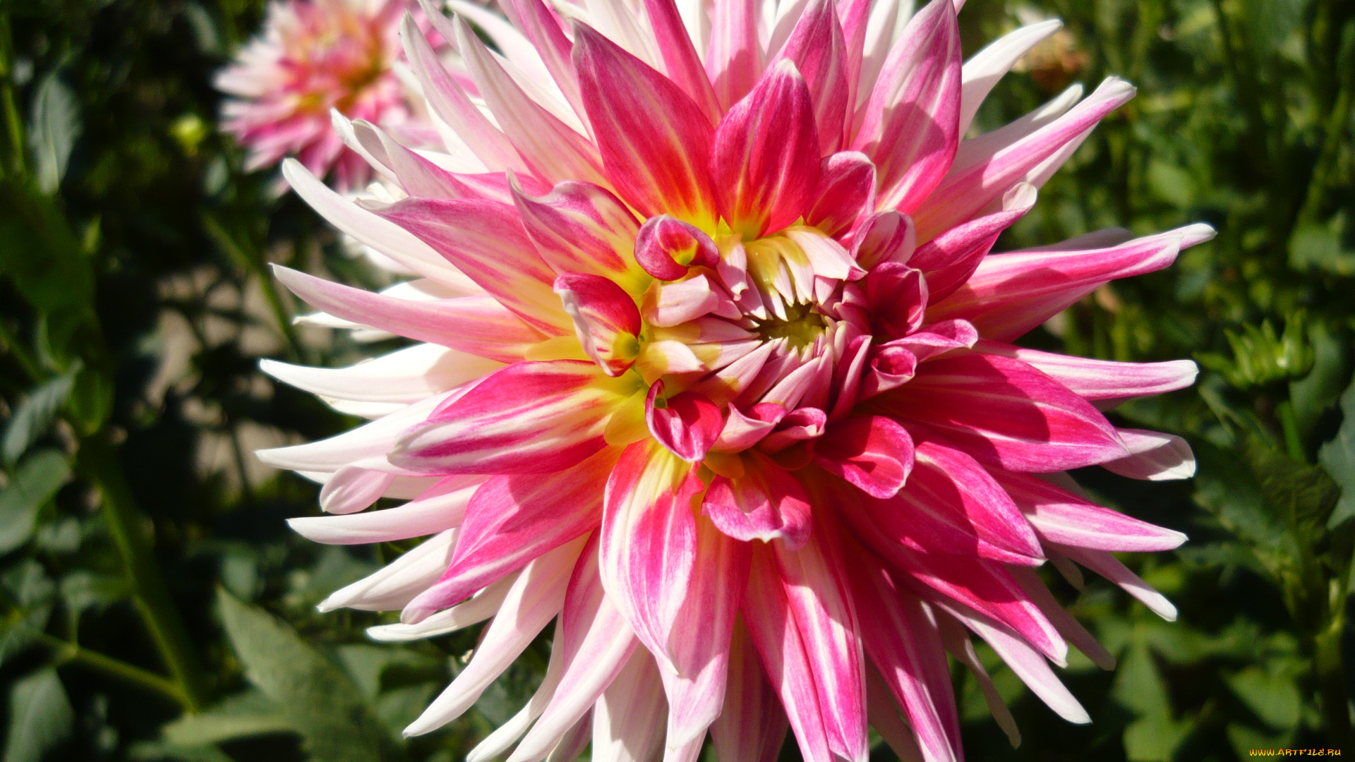 цветы, георгины