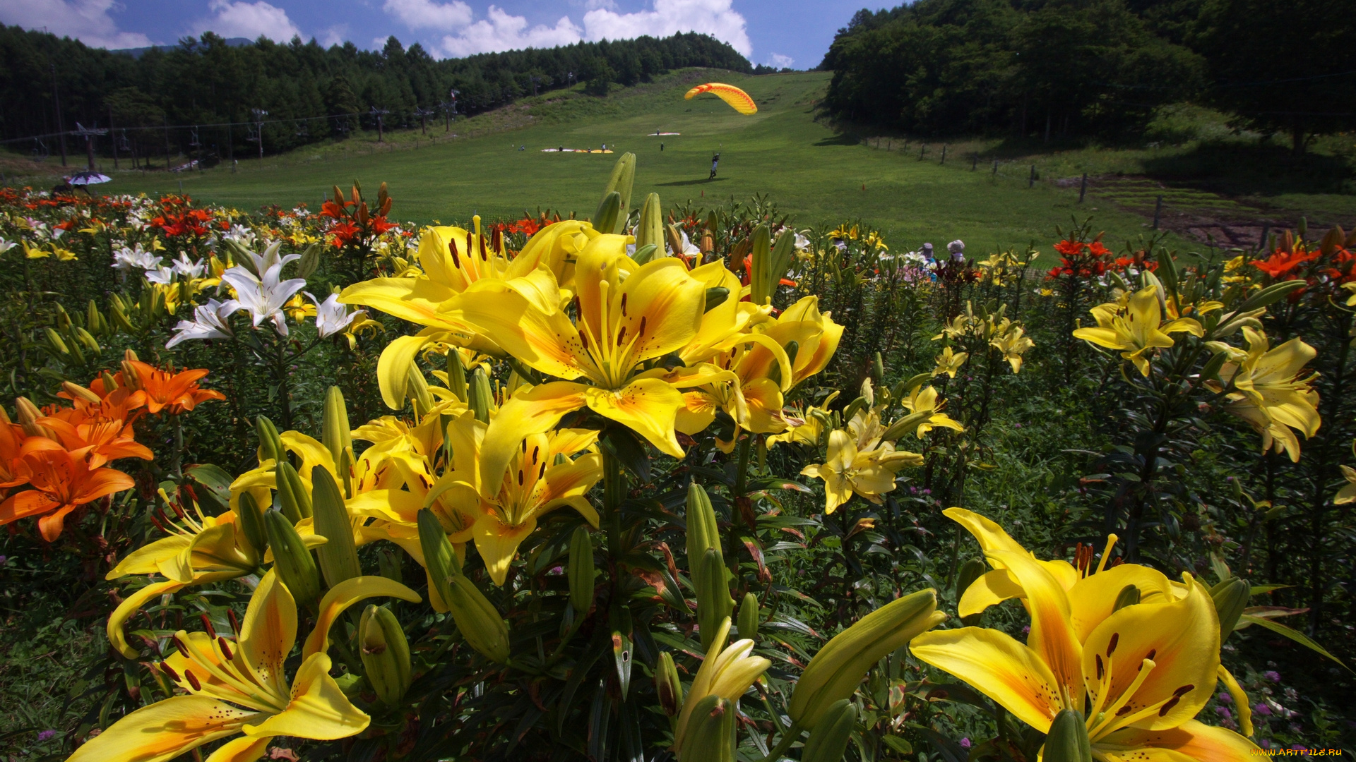 цветы, лилии, лилейники