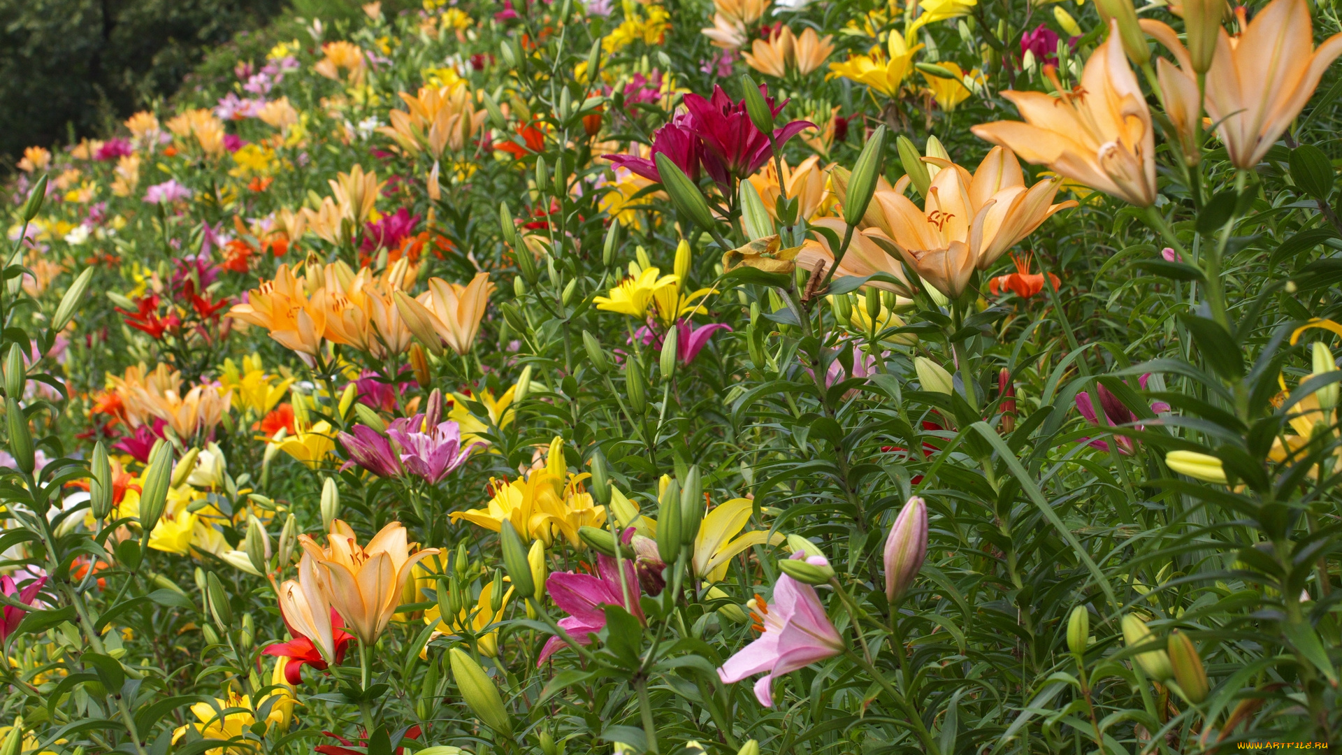 цветы, лилии, лилейники