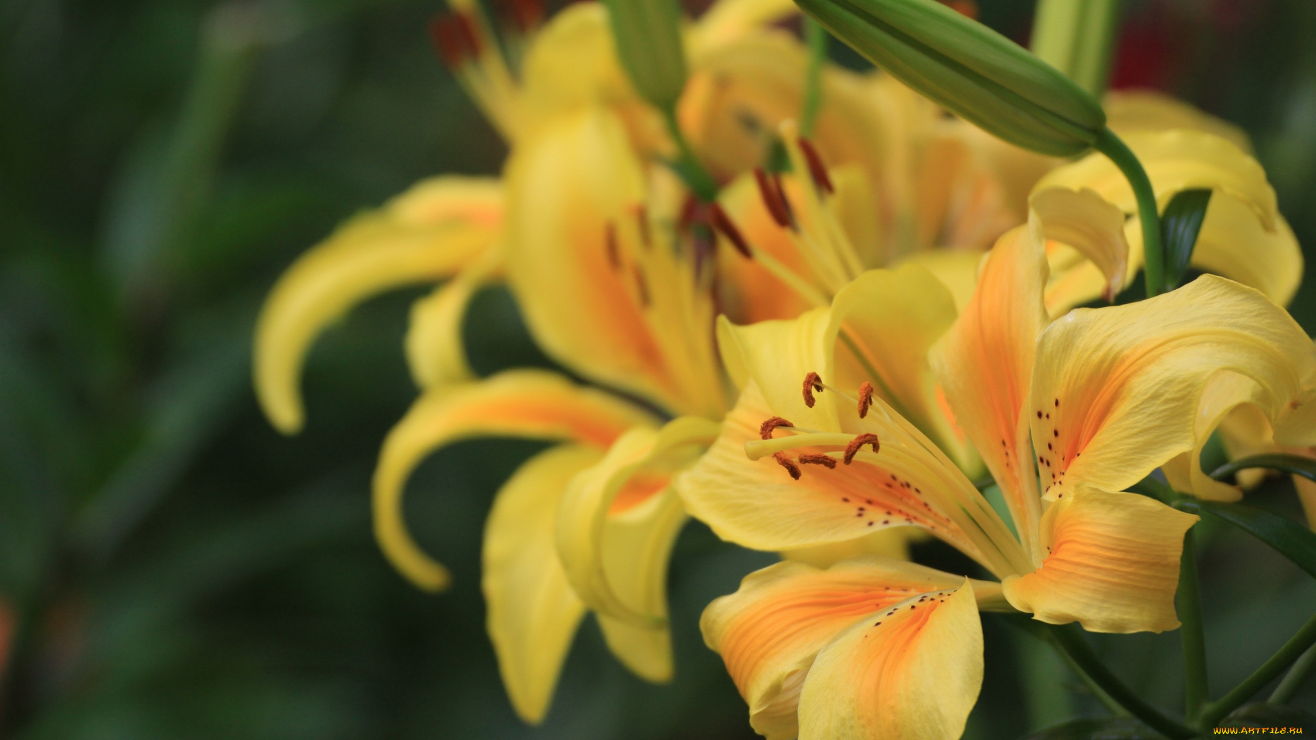 цветы, лилии, лилейники