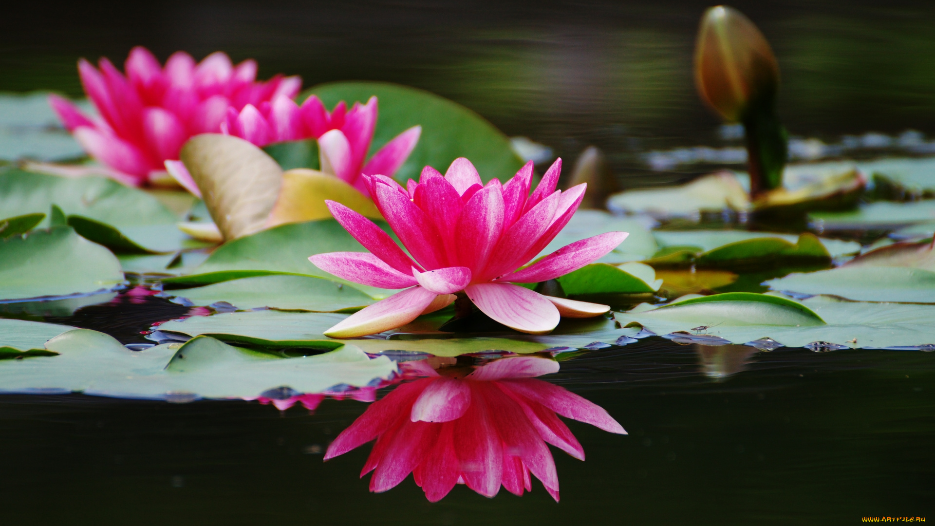 цветы, лилии, водяные, нимфеи, кувшинки