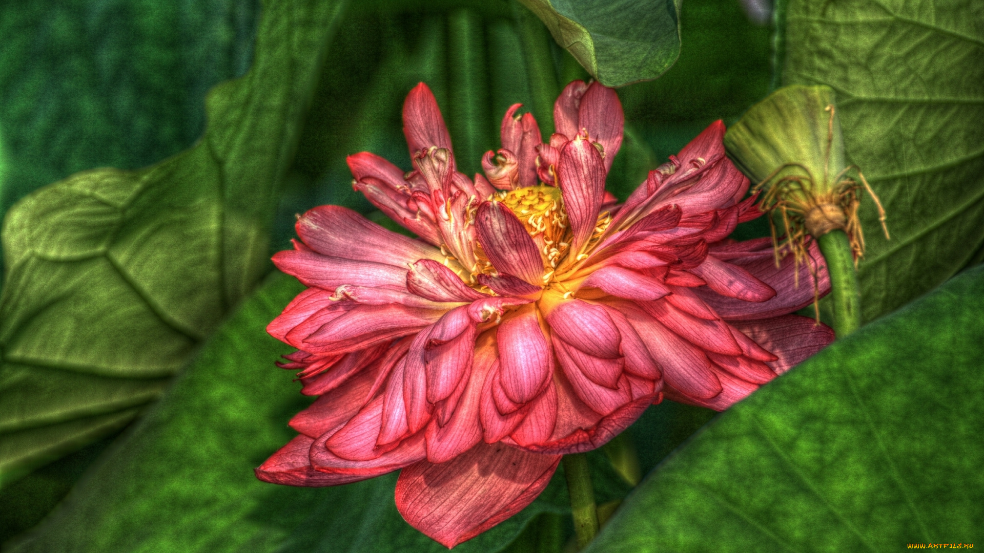 цветы, лотосы