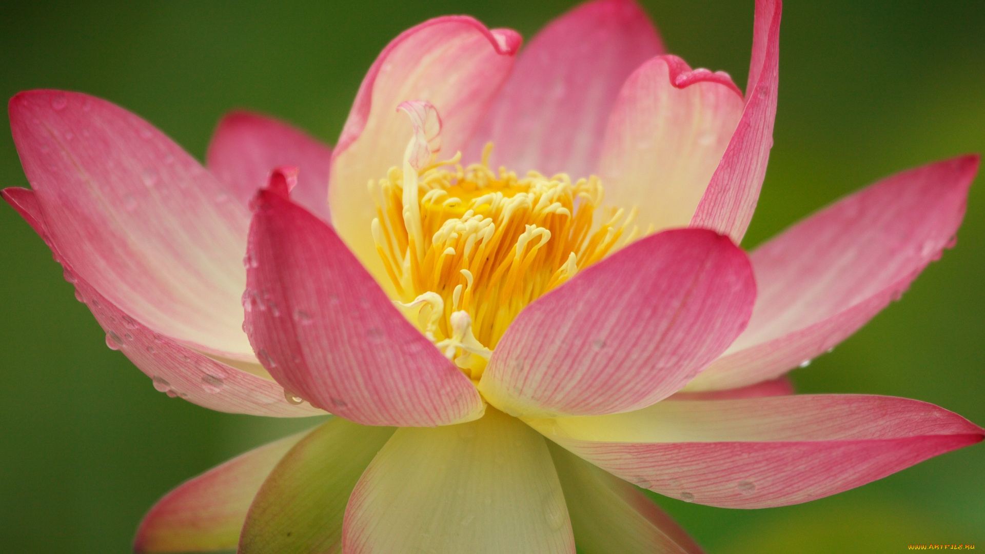 цветы, лотосы, лотос