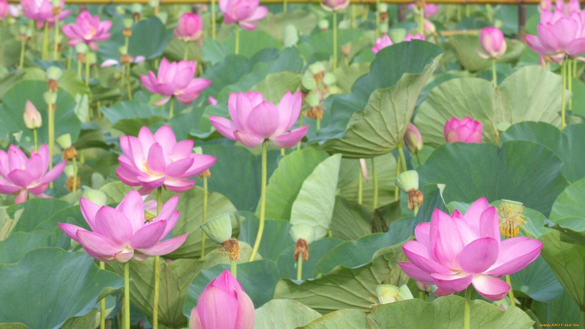 цветы, лотосы, лотос