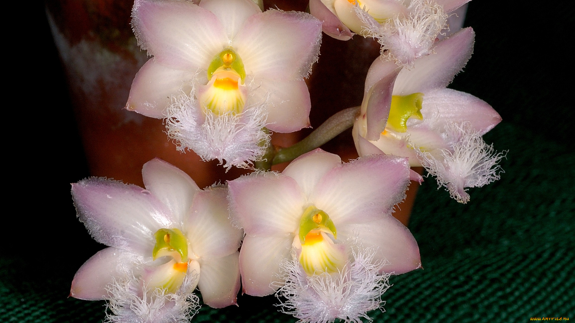цветы, орхидеи, экзотика