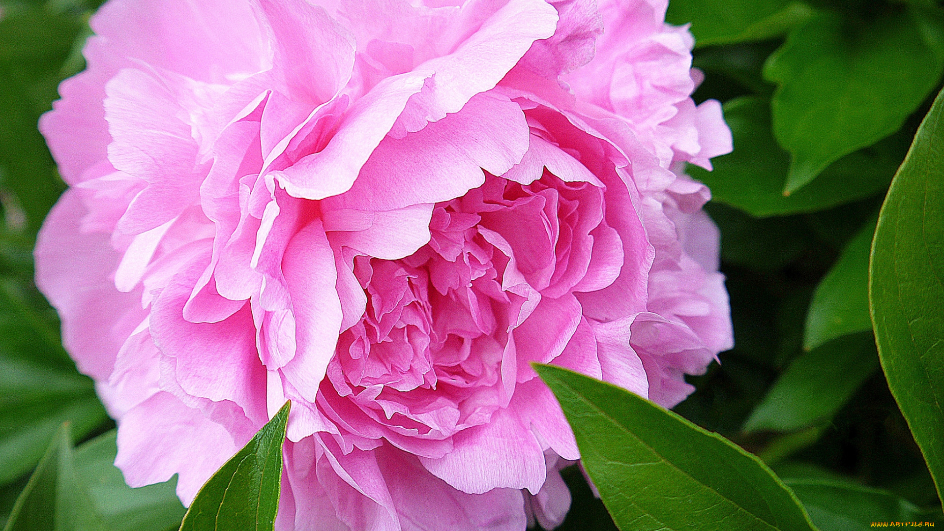 цветы, пионы, розовый, крупный