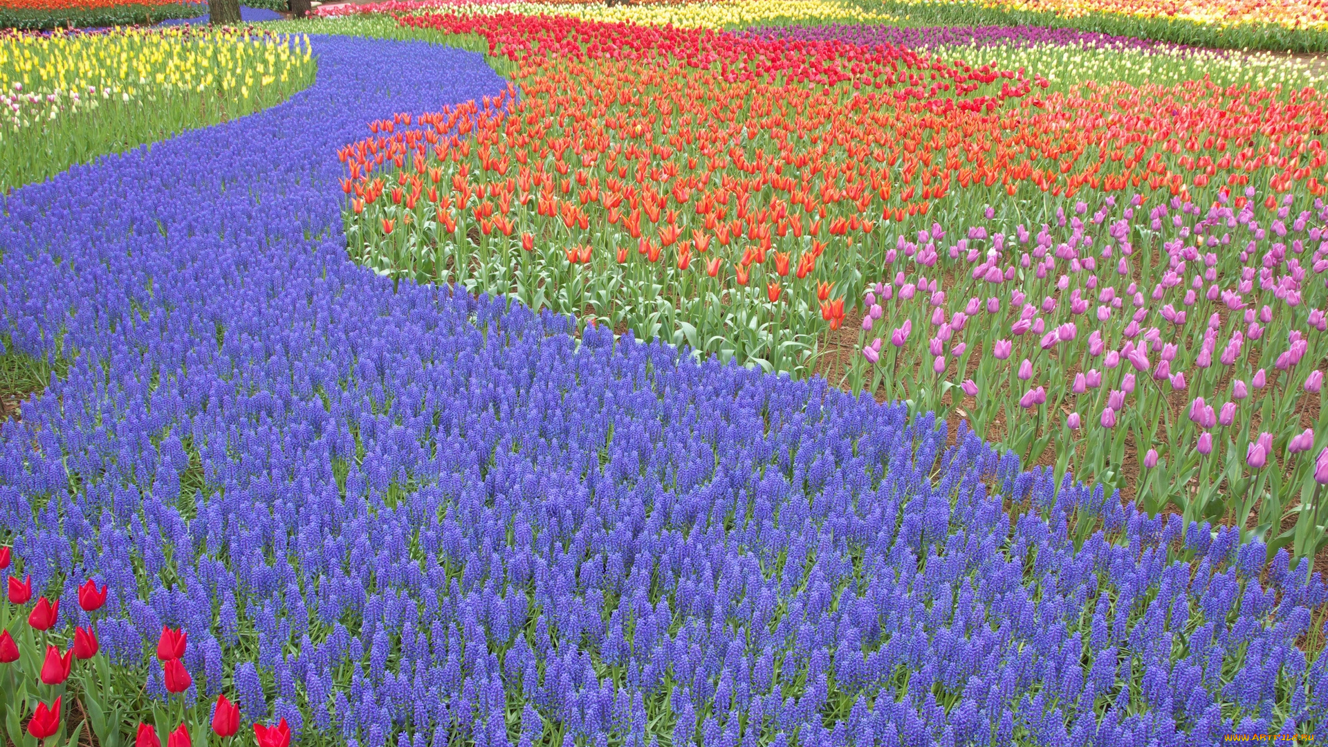 цветы, разные, вместе